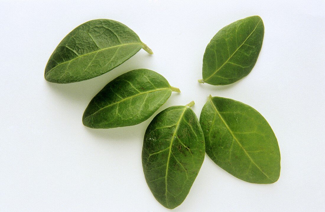 Five periwinkle leaves (Vinca minor)
