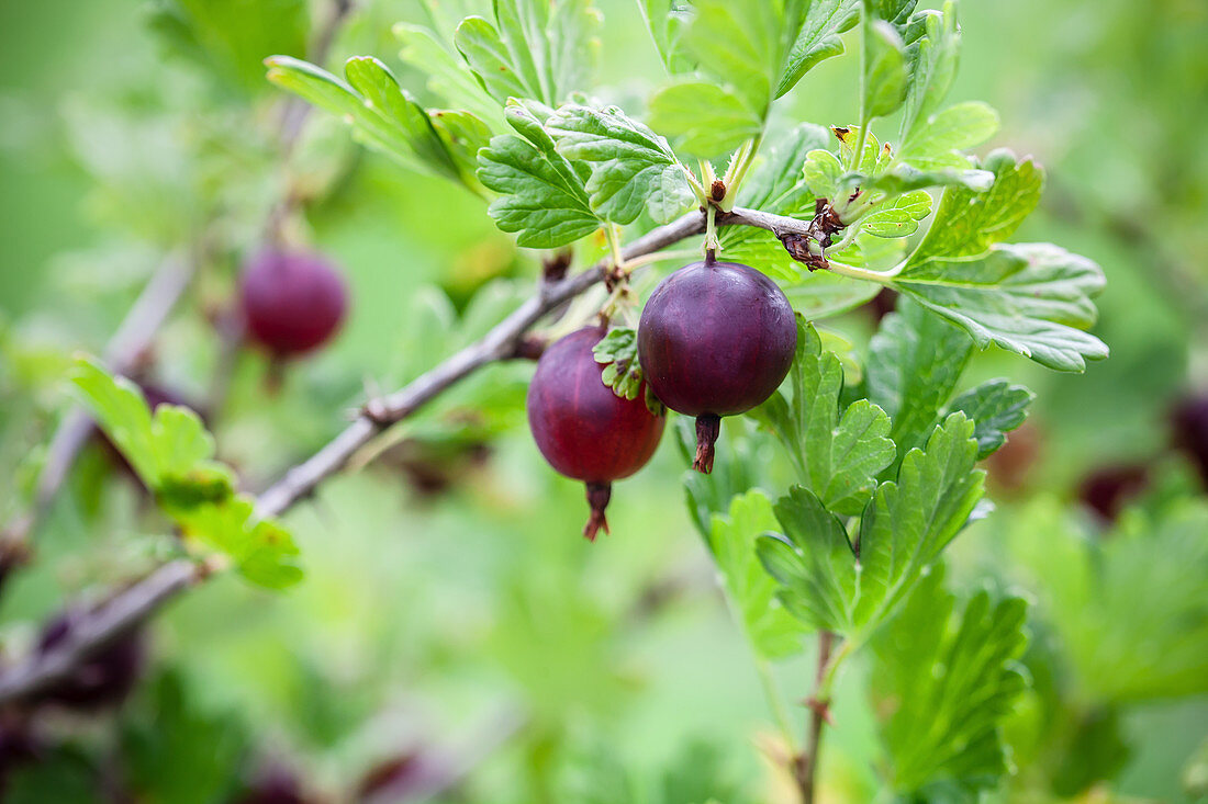 Rote Stachelbeeren am Strauch