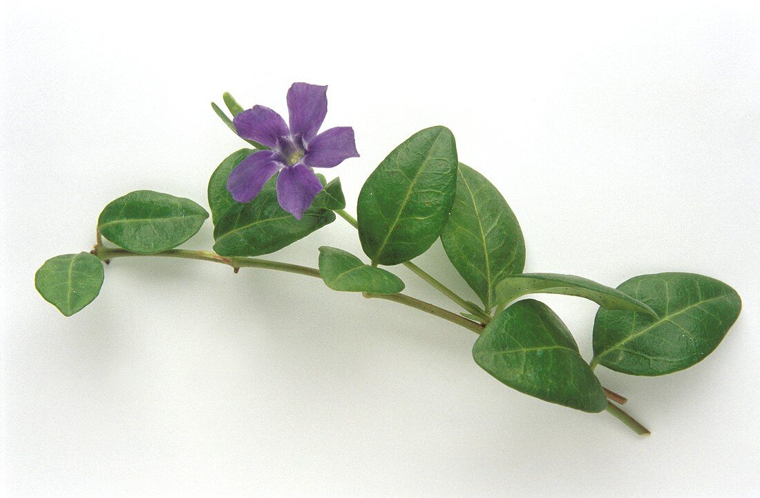 A sprig of periwinkle with flower