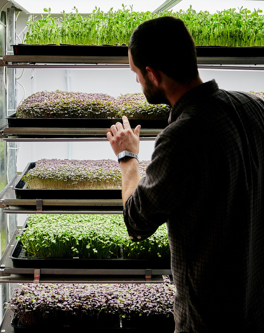Trays of micrgreen seedlings growing in urban farm