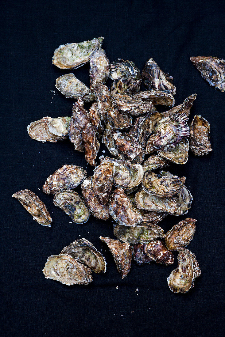 Oysters