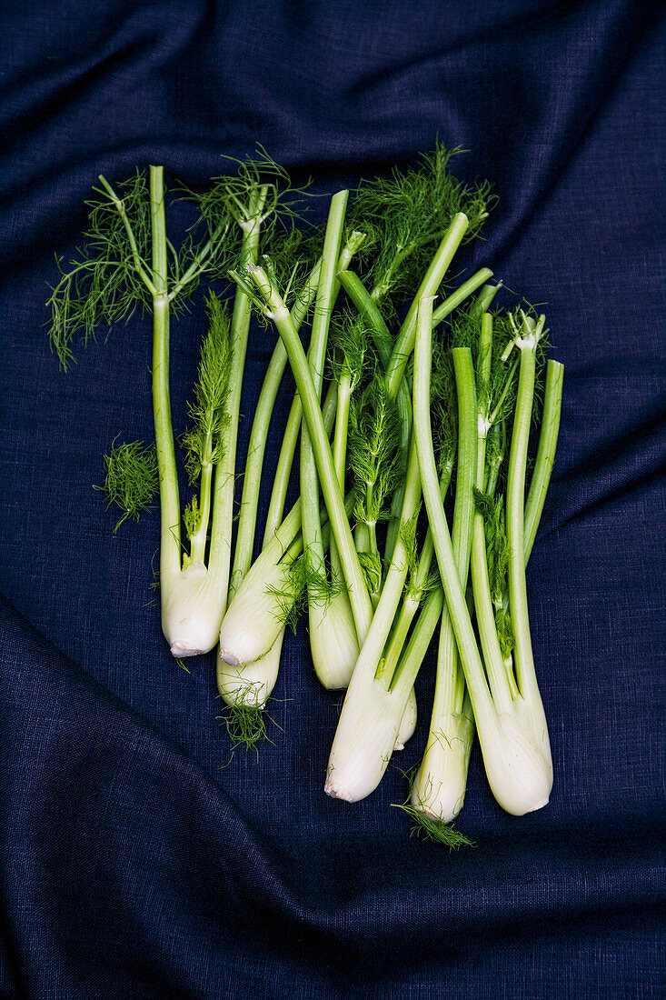 Junger Fenchel