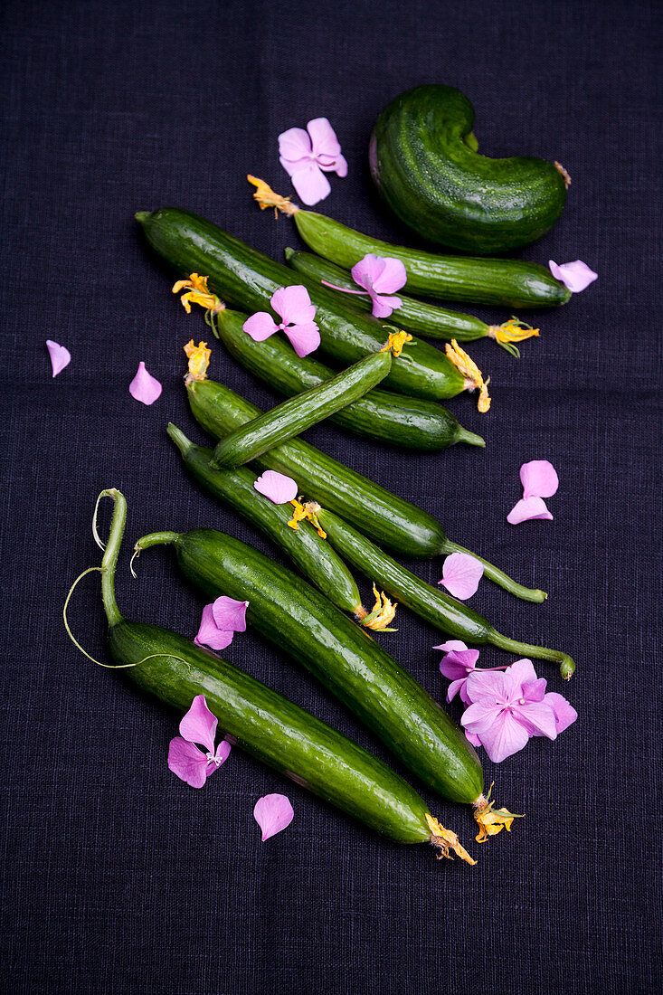 Frische Schlangengurken