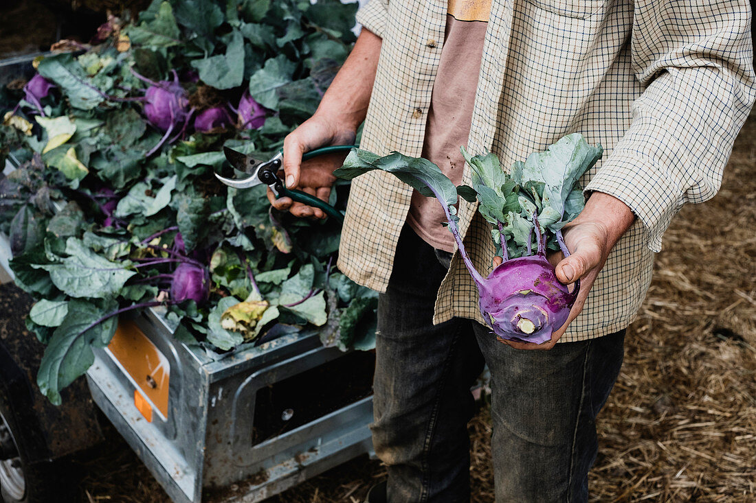 Farmer holding freshly picked purple kohlrabi