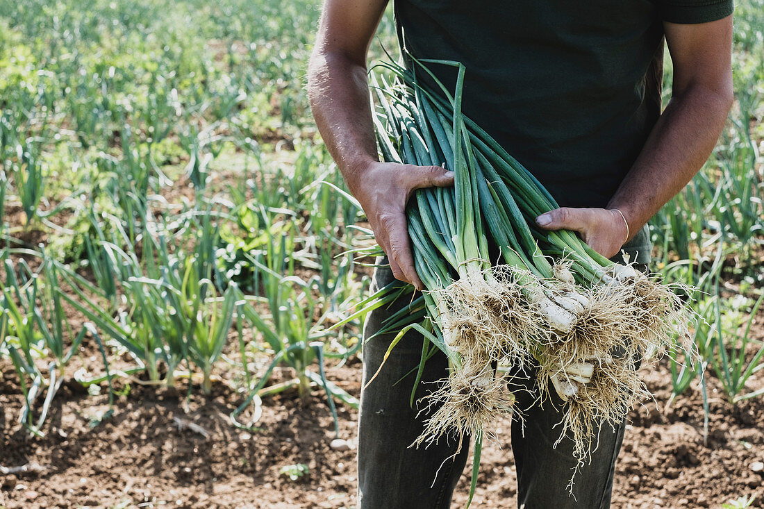 Farmer standing in a field holding freshly picked spring onions