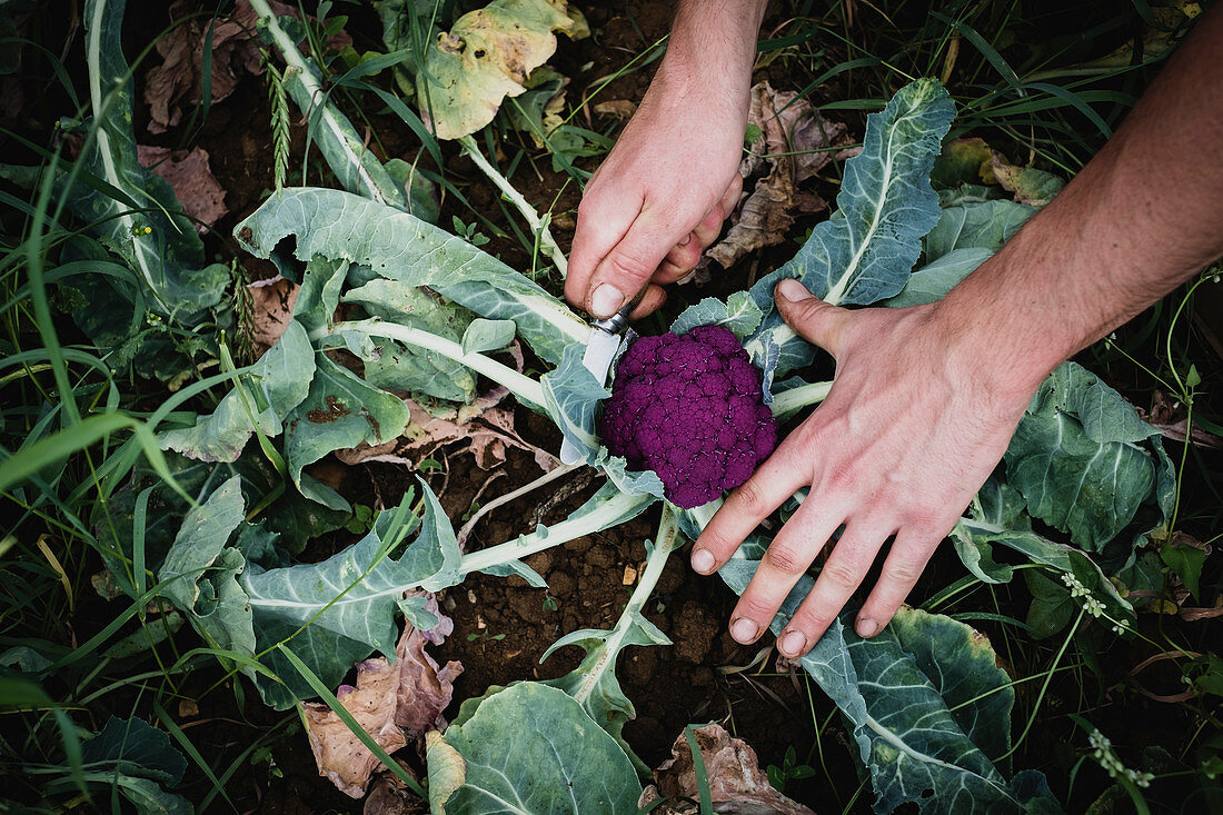 Farmer harvesting purple broccoli