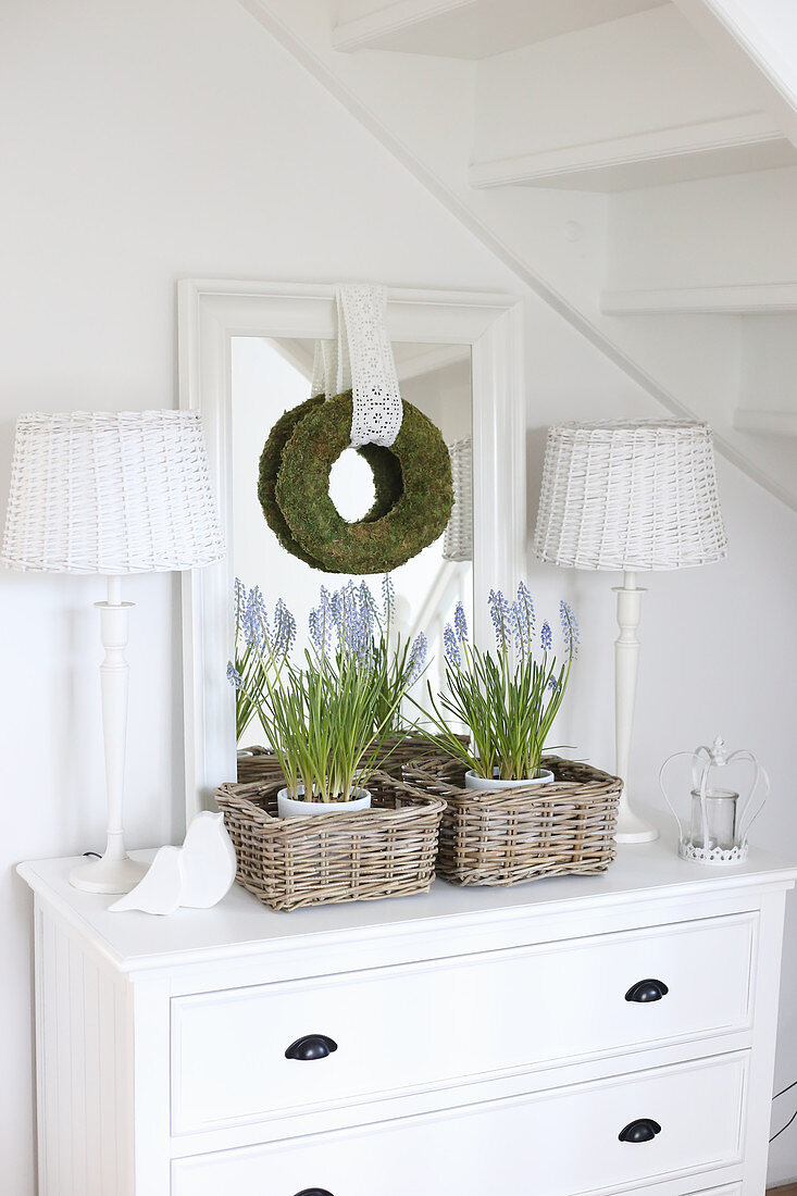 Grape hyacinths in baskets on white chest of drawers