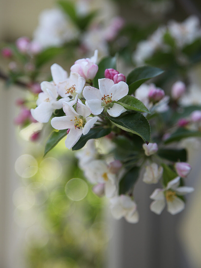 Apple Blossoms on the Branch