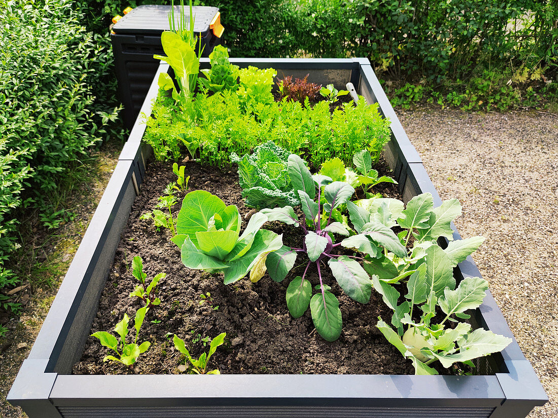 Urban Gardening - Hochbeet mit Gemüse