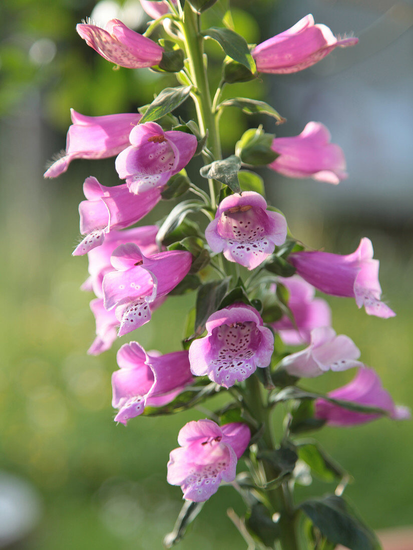 Portrait of pink foxglove