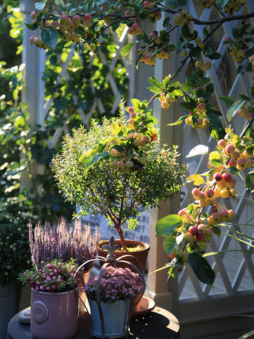 Autumn arrangement with myrtle, ling, prickly heath and sedum next to the arbour and crabapple tree