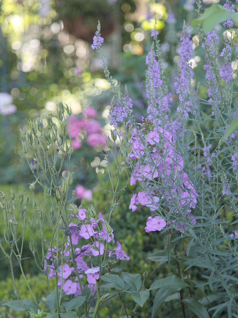 Combination of purple flax and phlox