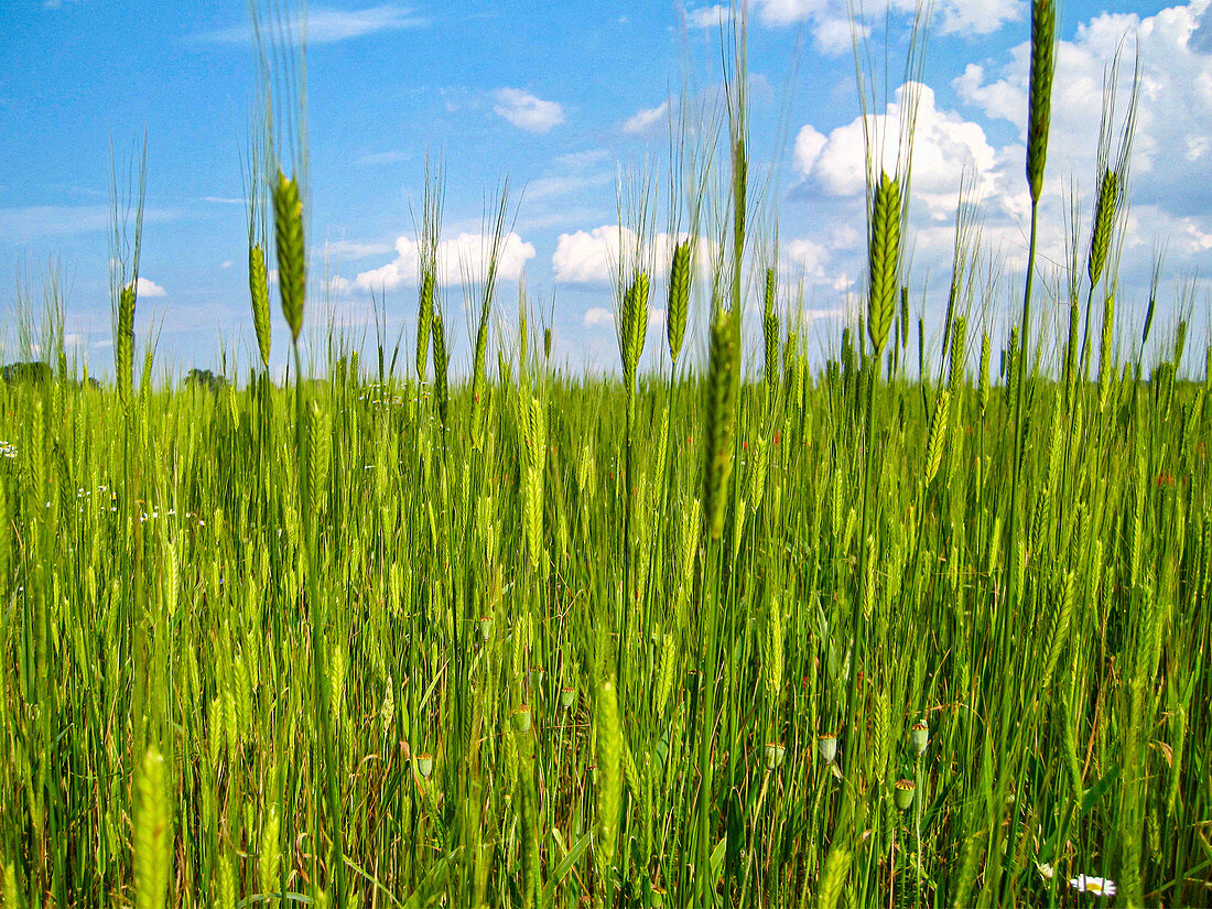 Wheat field