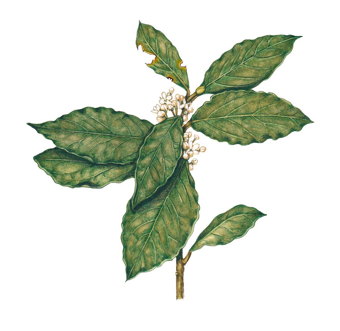 Bay tree (Laurus nobilis) sprig, illustration