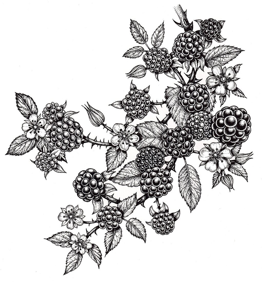 Blackberry bramble (Rubus fruticosa) sprig, illustration