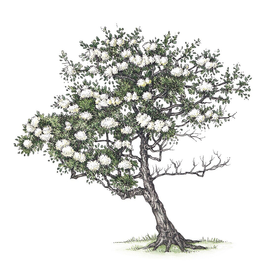 Blackthorn (Prunus spinosa) tree in blossom, illustration