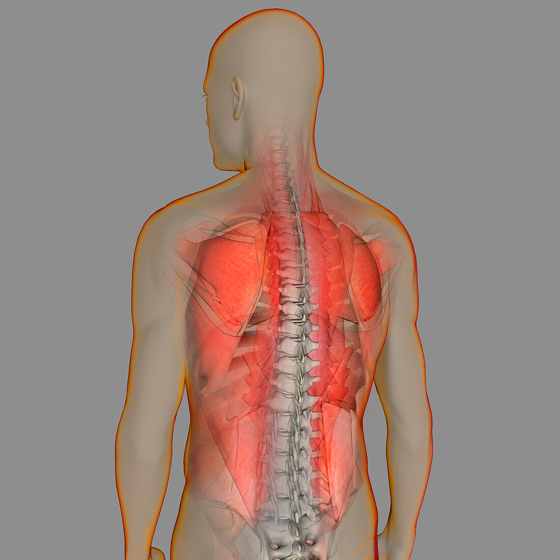 Male back muscles, illustration
