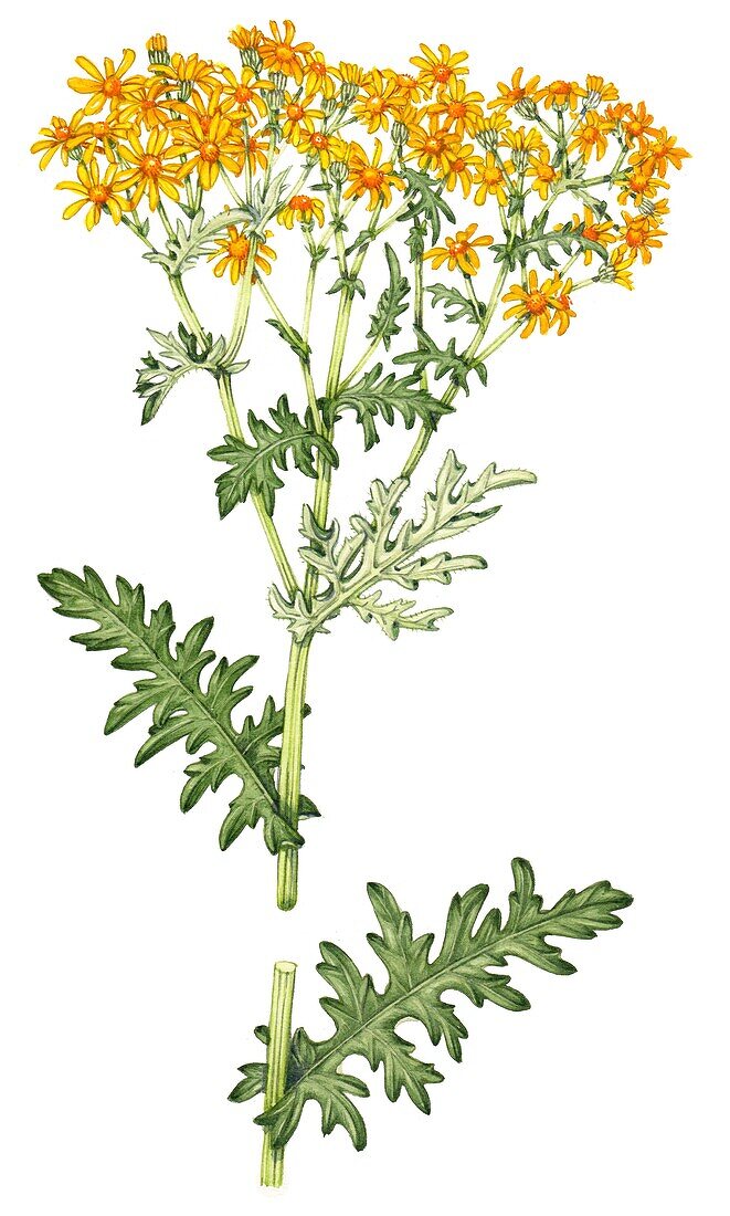 Common ragwort (Senecio jacobaea), illustration