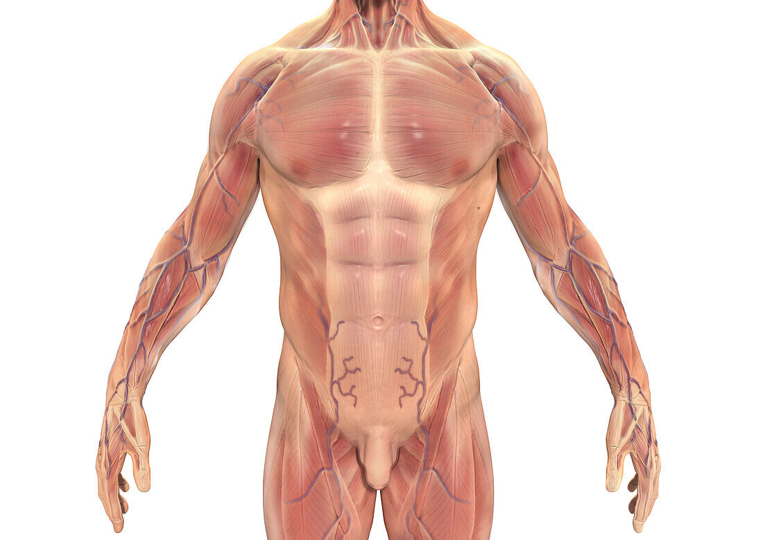 Male torso muscles, illustration