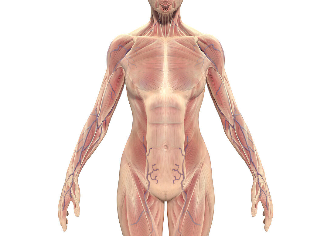 Female torso muscles, illustration