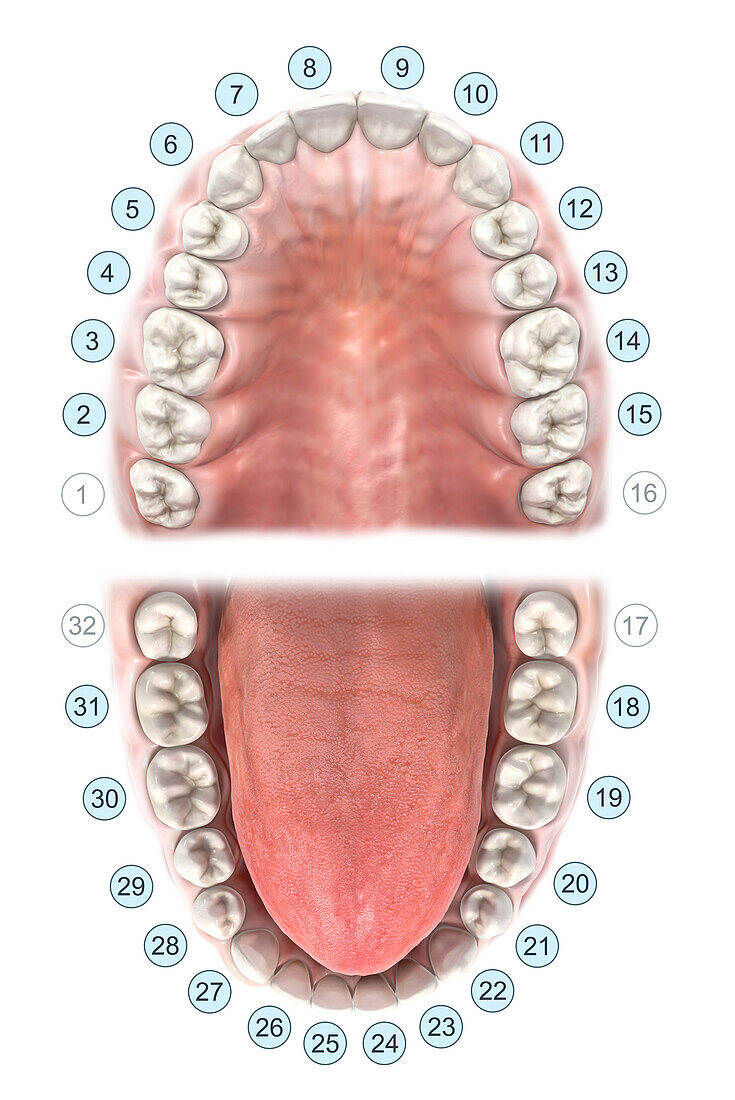 UNS dental notation, illustration