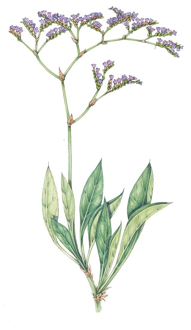 Common sea lavender (Limonium vulgare), illustration