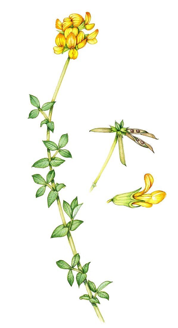 Bird's foot trefoil (Lotus corniculatus), illustration