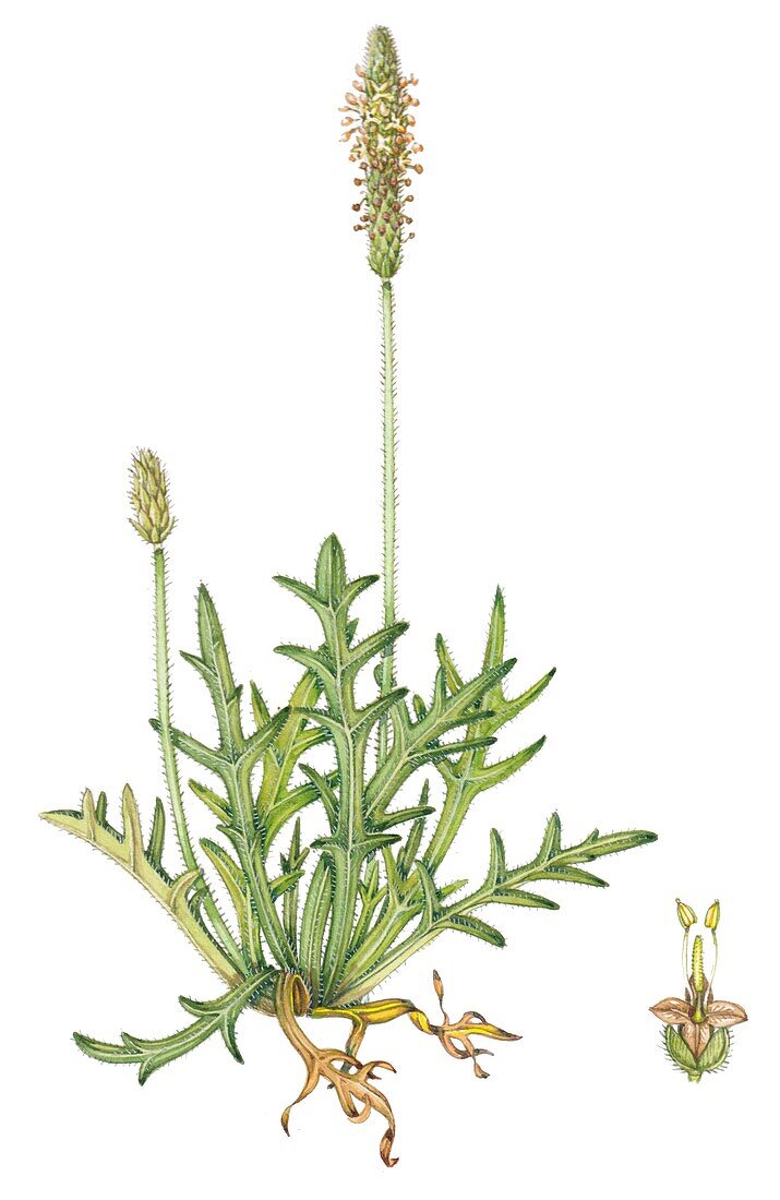 Buck's-horn plantain (Plantago Coronopus), illustration