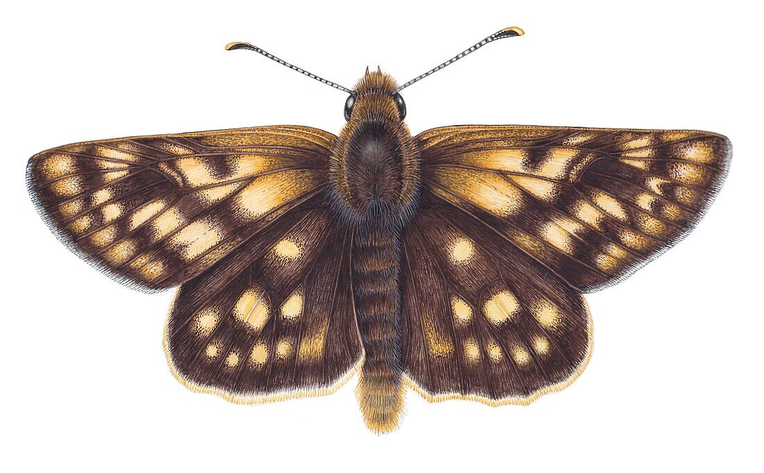 Chequered skipper butterfly, illustration