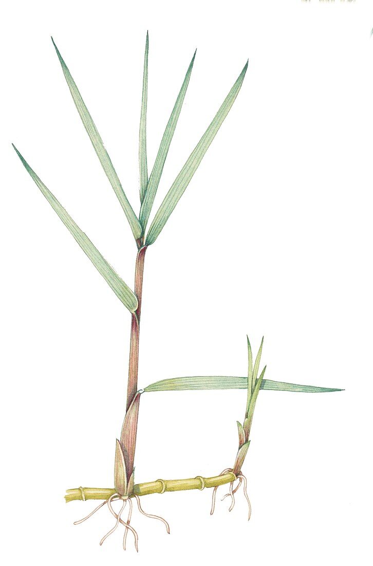 Common cordgrass (Spartina anglica), illustration