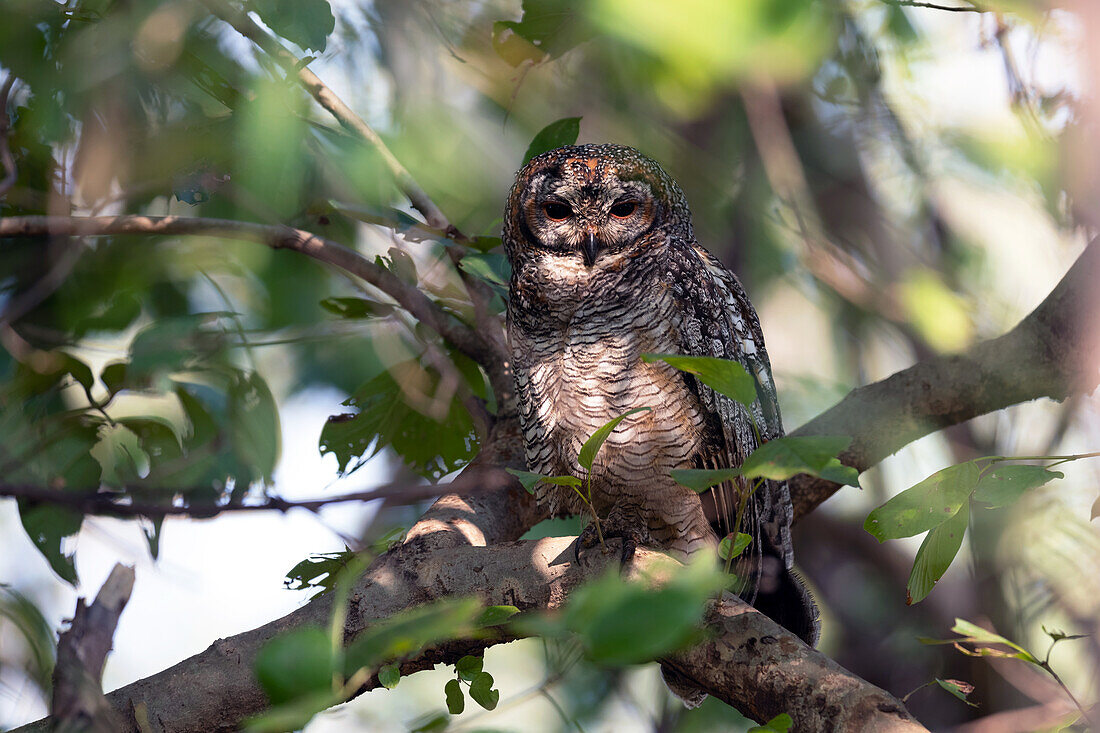 Mottled wood owl