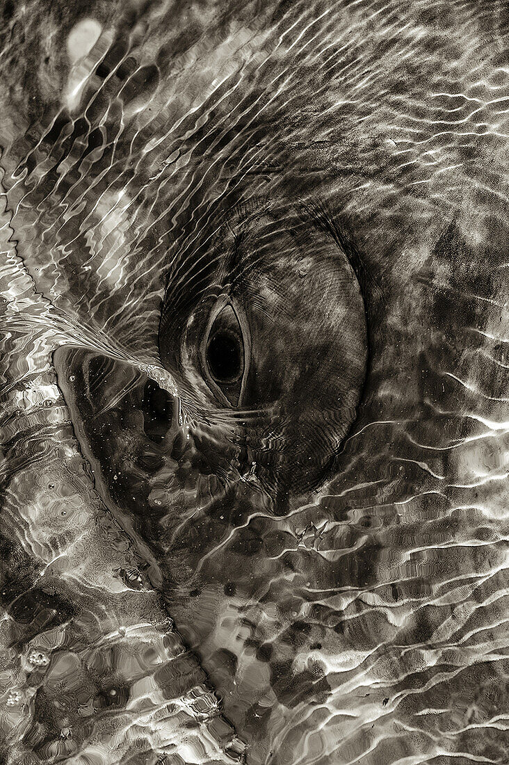 Eye of a grey whale