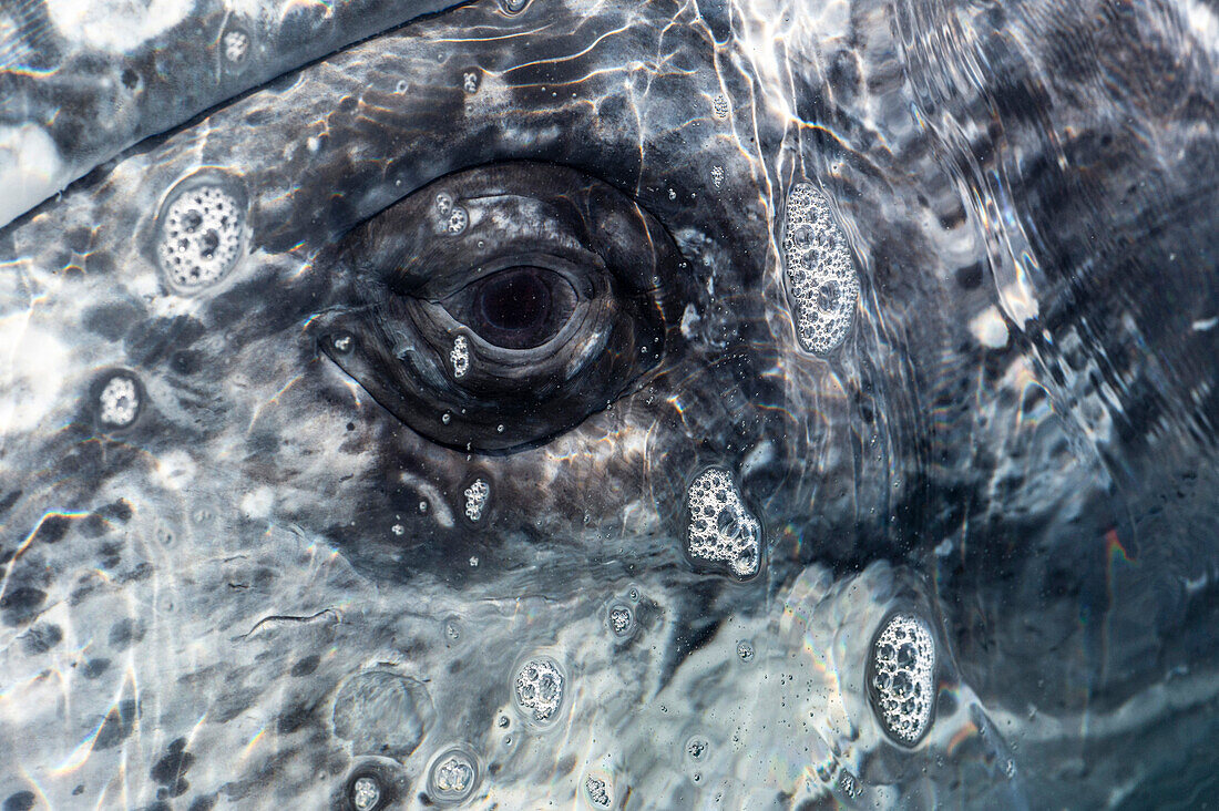 Eye of a grey whale
