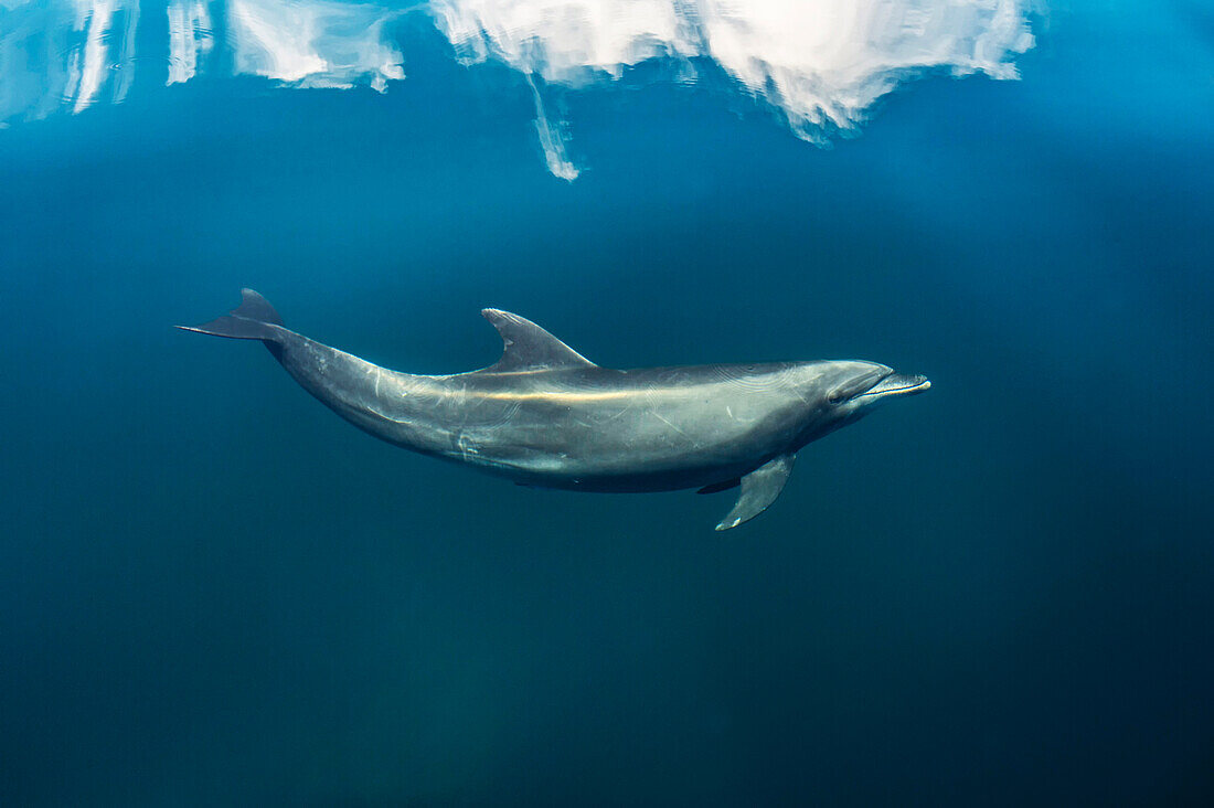 Bottlenose dolphin