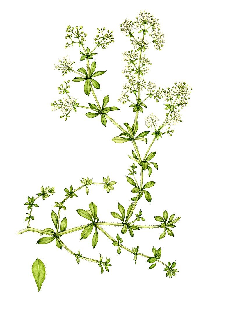 Hedge bedstraw (Galium mollugo) with leaf, illustration