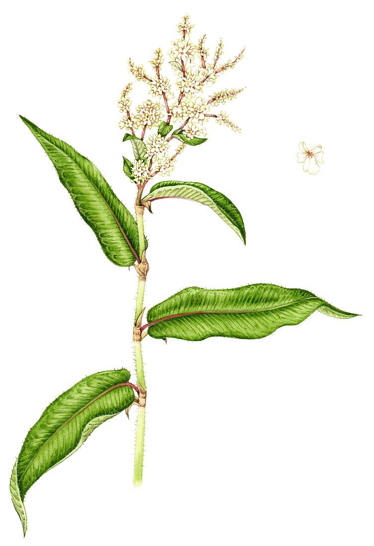 Himalayan knotweed (Persicaria wallichii), illustration