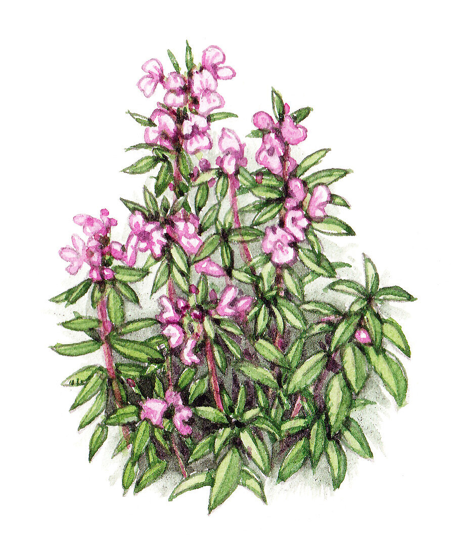 Himalayan balsam (Impatiens glandulifera), illustration