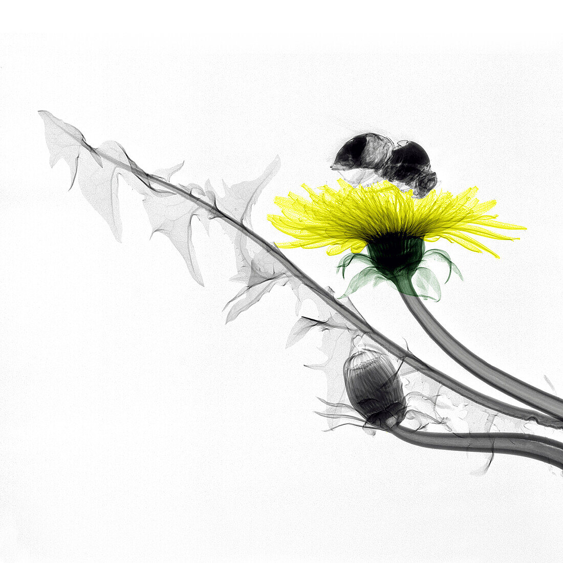 Bumblebee on a dandelion, coloured X-ray