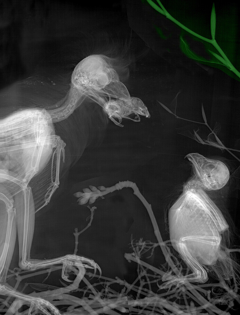 Owl bringing a mouse to chick, coloured X-ray