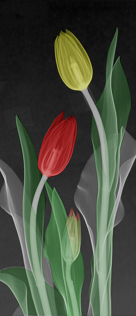 Tulip (Tulipa sp.) flowers, coloured X-ray