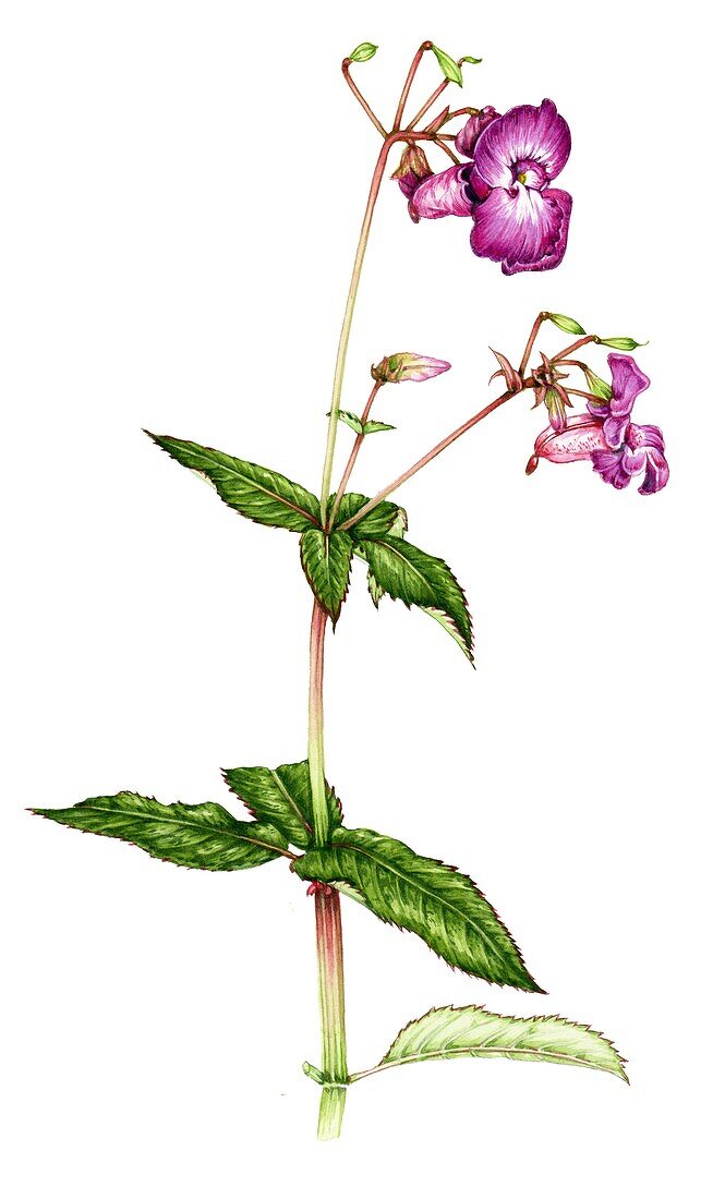 Himalayan balsam (Impatiens glandulifera), illustration