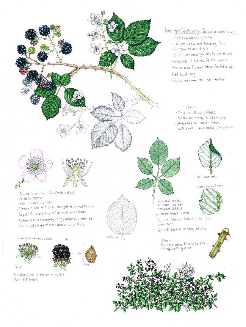 Himalayan blackberry (Rubus armeniacus), illustration