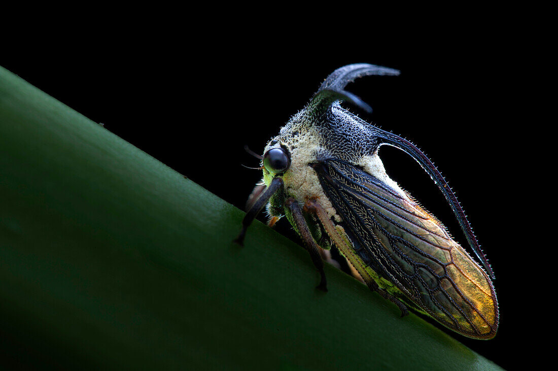 Treehopper