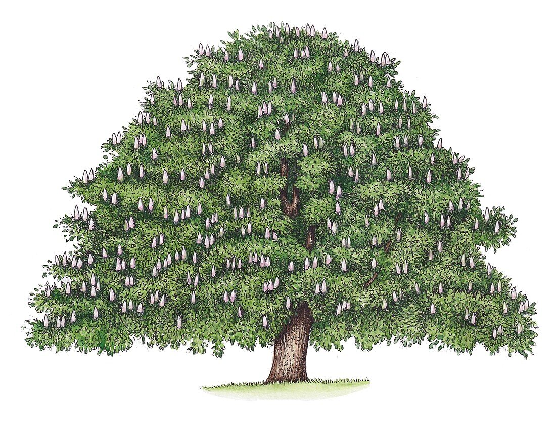 Horse chestnut (Aesculus hippocastanum) tree, illustration