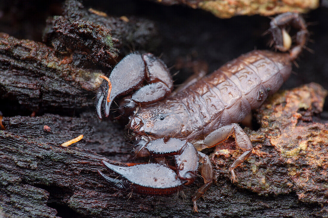 Dwarf wood scorpion