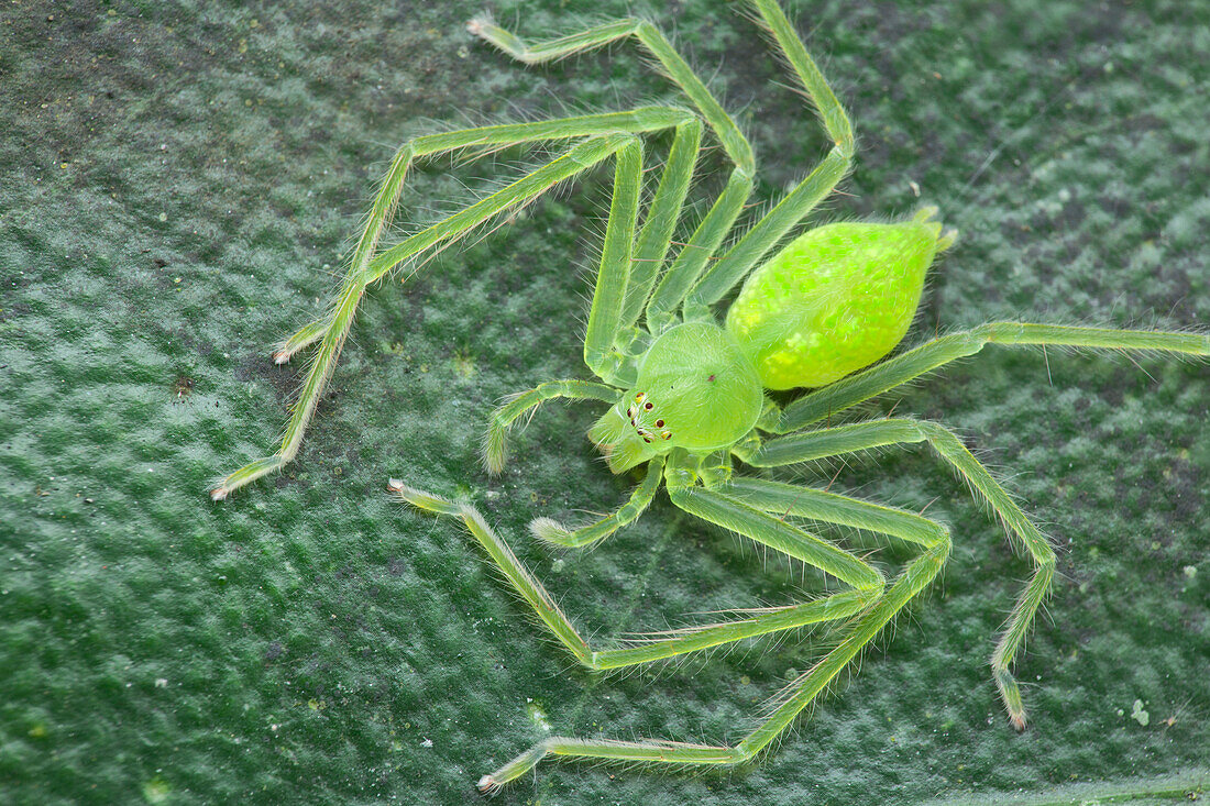 Jade huntsman spider