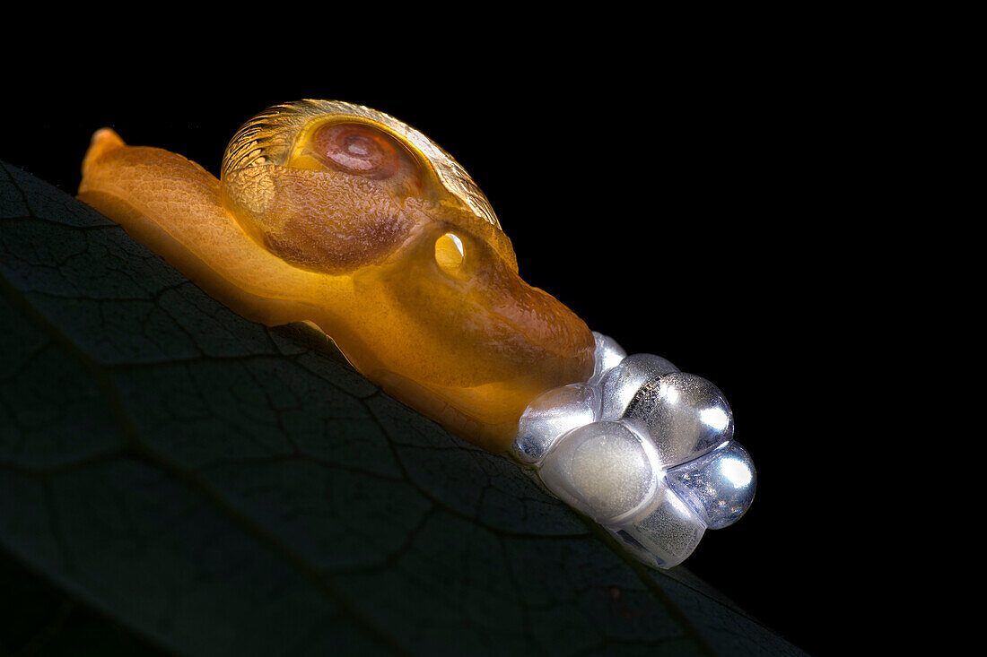 Land snail laying eggs