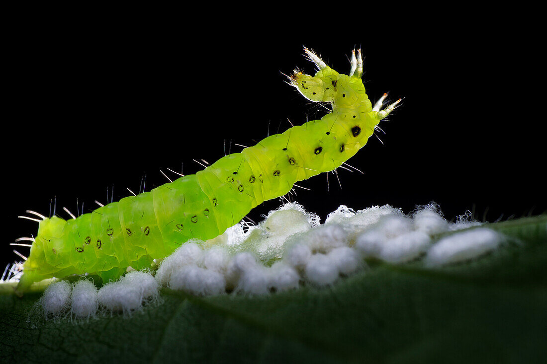 Zombie caterpillar guarding wasp cocoon