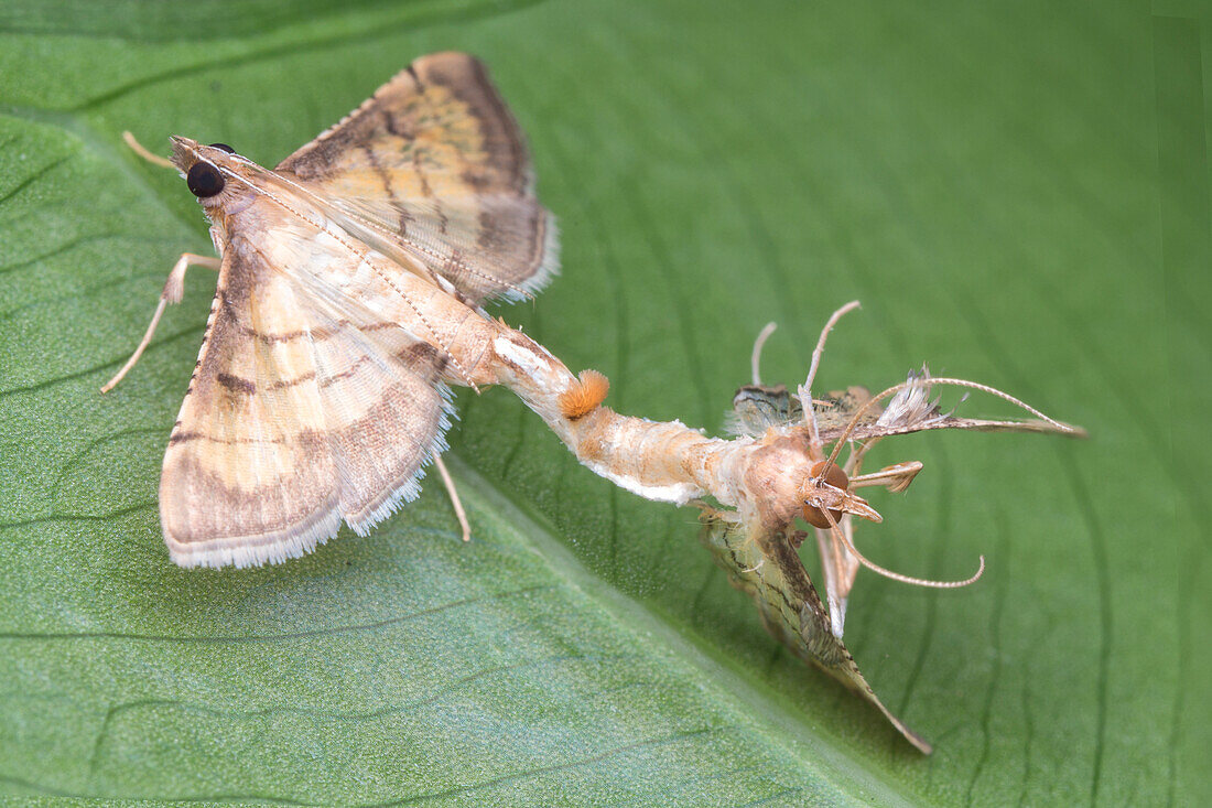 Mating moth stuck to partner