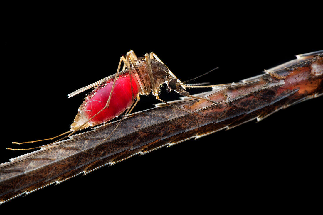 Mosquito feeding on changeable lizard tail